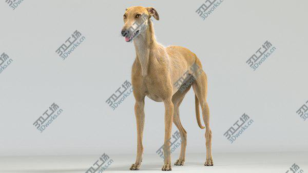images/goods_img/20210312/Greyhound (Fur) Collection 3D/3.jpg